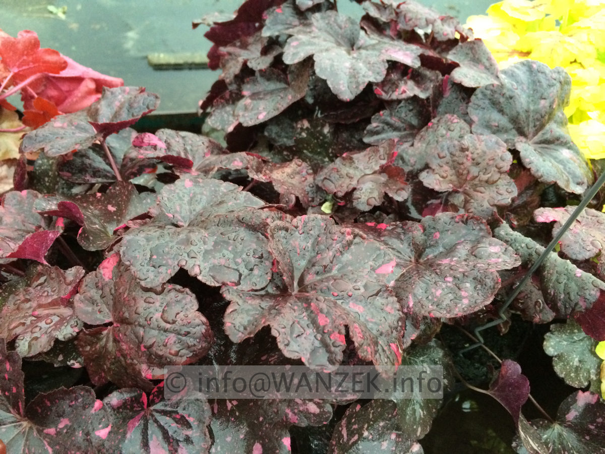 Heuchera Hybride Midnight Rose.JPG